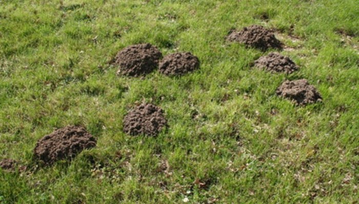 How to get rid ofmalopecurus alpinus boreal in lawn