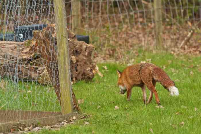 How to keep foxes away from chickens