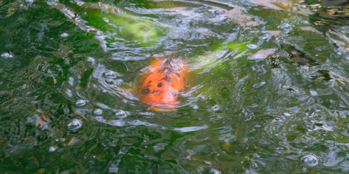 Pond ball consequence leaks