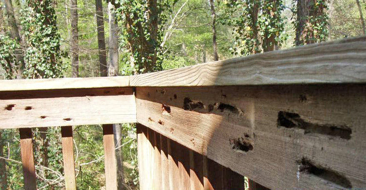 How to fill carpenter bee holes