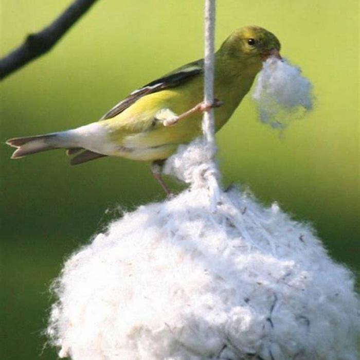 How to sterilize bird feathers