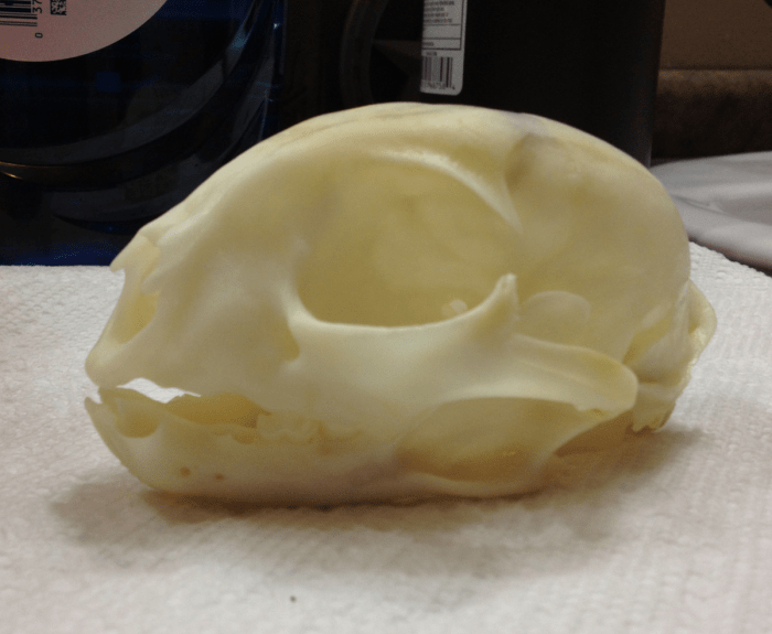 Skull clean sugar halloween couple skulls sometimes less job paint than How to clean a skull