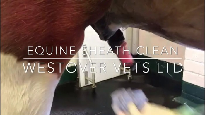 How to Clean a Horses Sheath A Comprehensive Guide