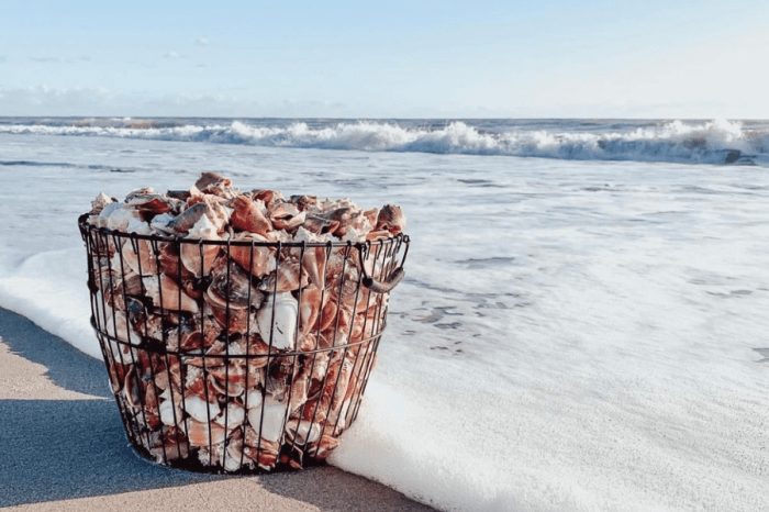 How to display seashells