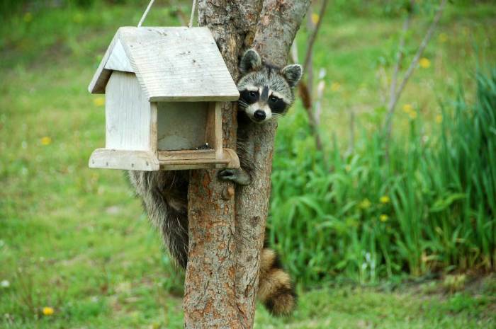 How to keep raccoons out of bird feeders