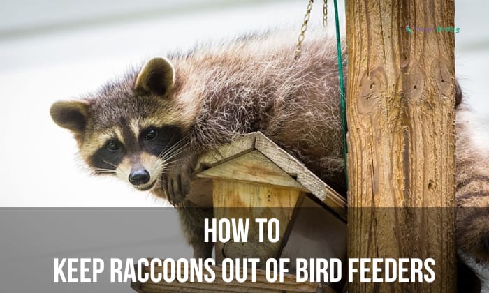 Raccoons bird keep feeder feeders away seed caged use out