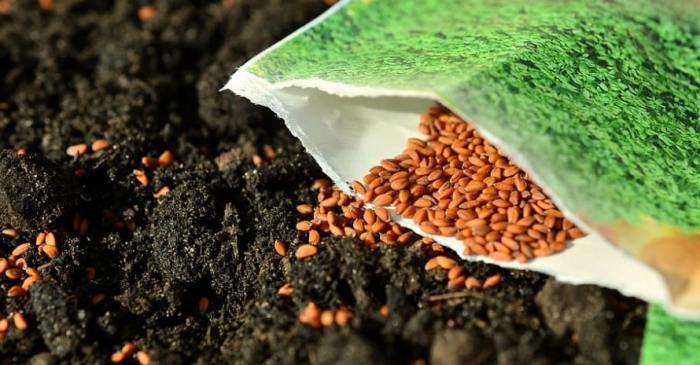 How to grow bermuda seed