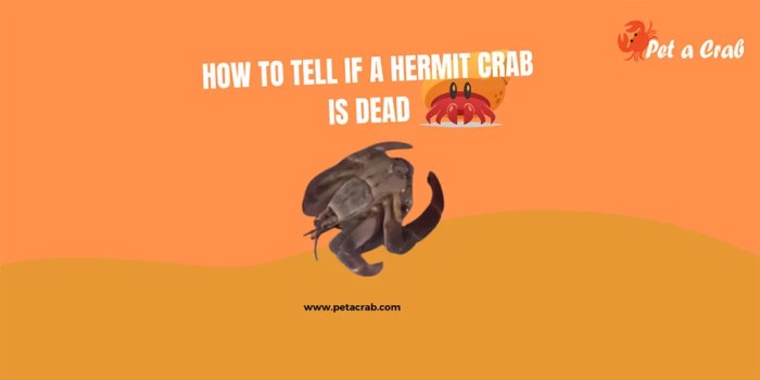 How to know if a hermit crab is dead