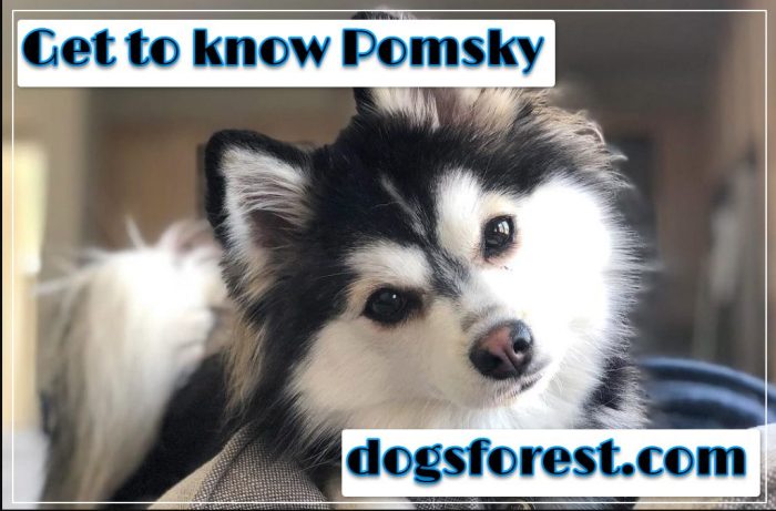 How to know if a pomsky will get bigger