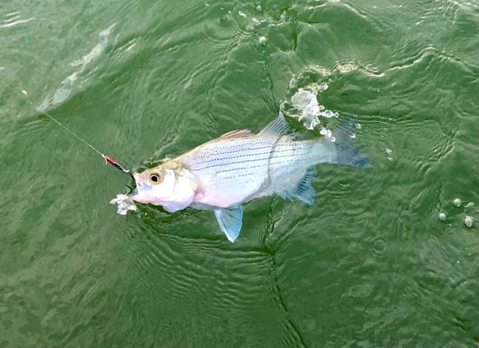 How to catch white bass