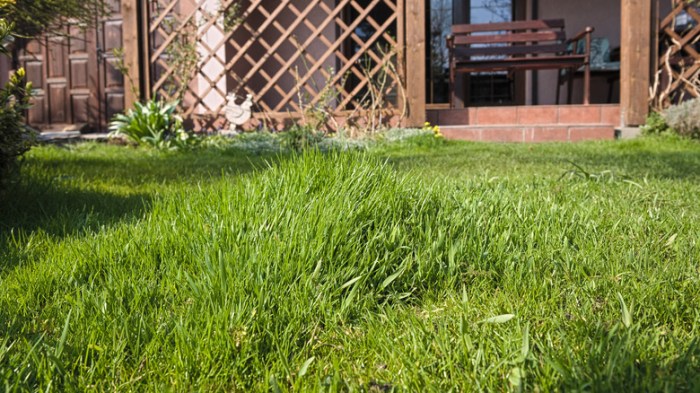 How to thicken up lawn