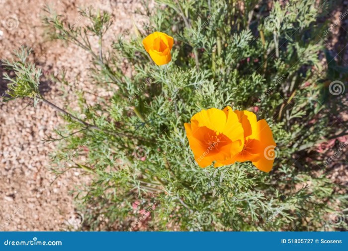 Mexican Poppies Desert Survival Strategies