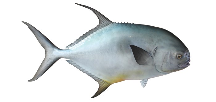 How to mount a fish