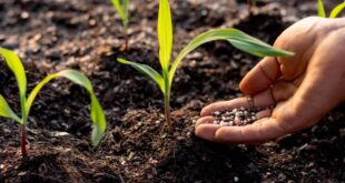 Difference between plant food and fertilizer