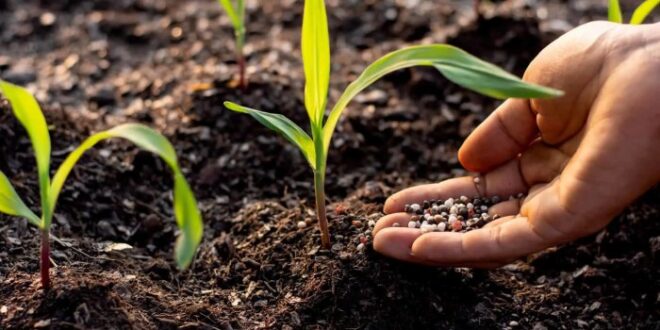 Plant Food vs. Fertilizer Key Differences
