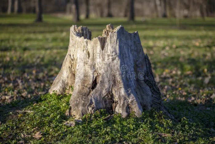 How to rotten tree stumps