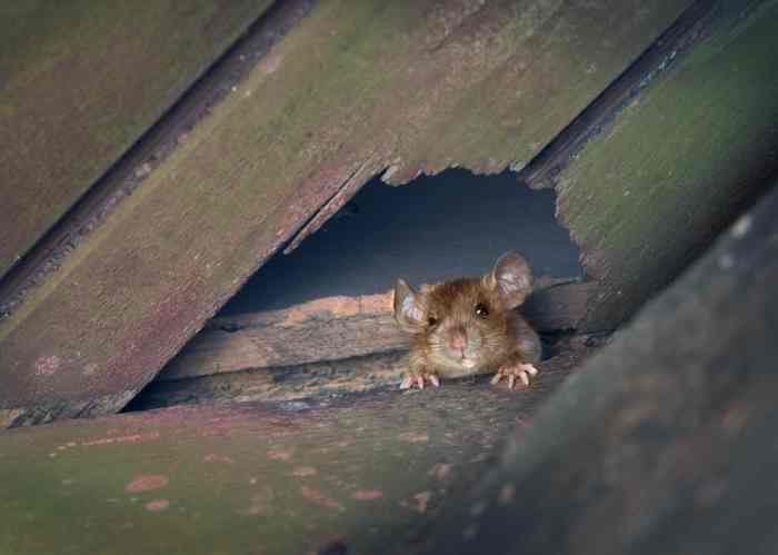 Does car insurance cover rodent damage
