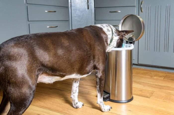 How to keep animals out of trash
