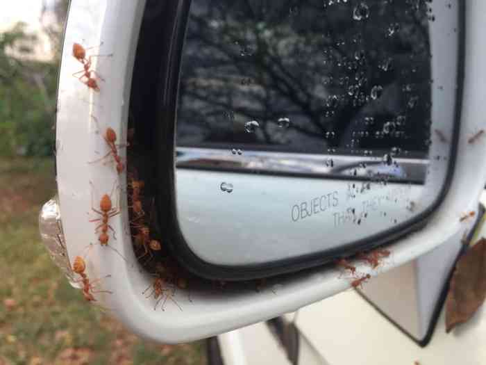 How to get rid of ants in rv