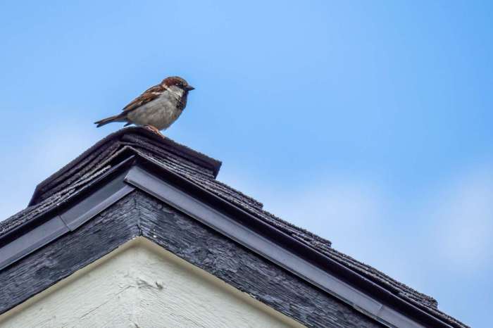How to Get a Bird Out of a Building A Comprehensive Guide