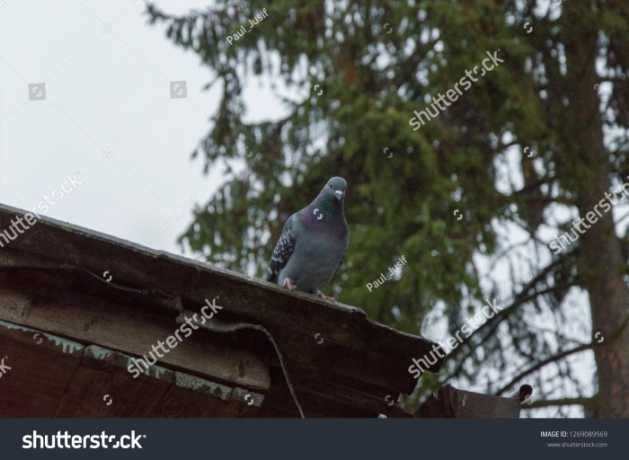 How to get rid of doves on the roof