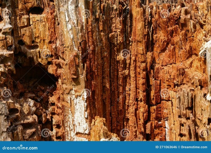 How to rotten tree stumps
