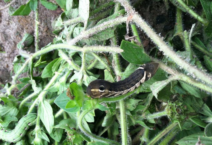 How to grow your own hornworms