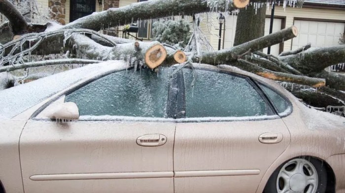 Does insurance cover tree falling on car