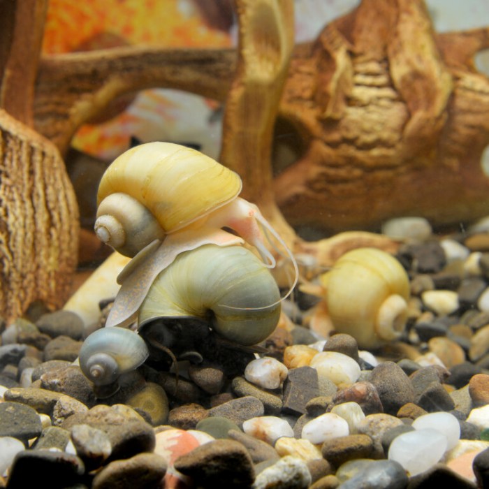 How to Tell if a Mystery Snail is Dead