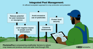 Mastering Integrated Pest Control in Your Kitchen: A Comprehensive Guide