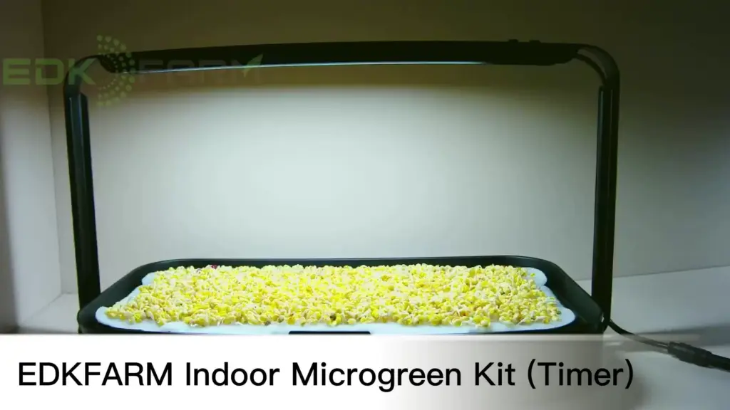 Unleash Your Inner Urban Farmer: The Ultimate Guide to Microgreen Growing Kits for Your Kitchen