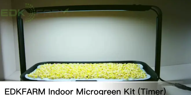 Unleash Your Inner Urban Farmer: The Ultimate Guide to Microgreen Growing Kits for Your Kitchen