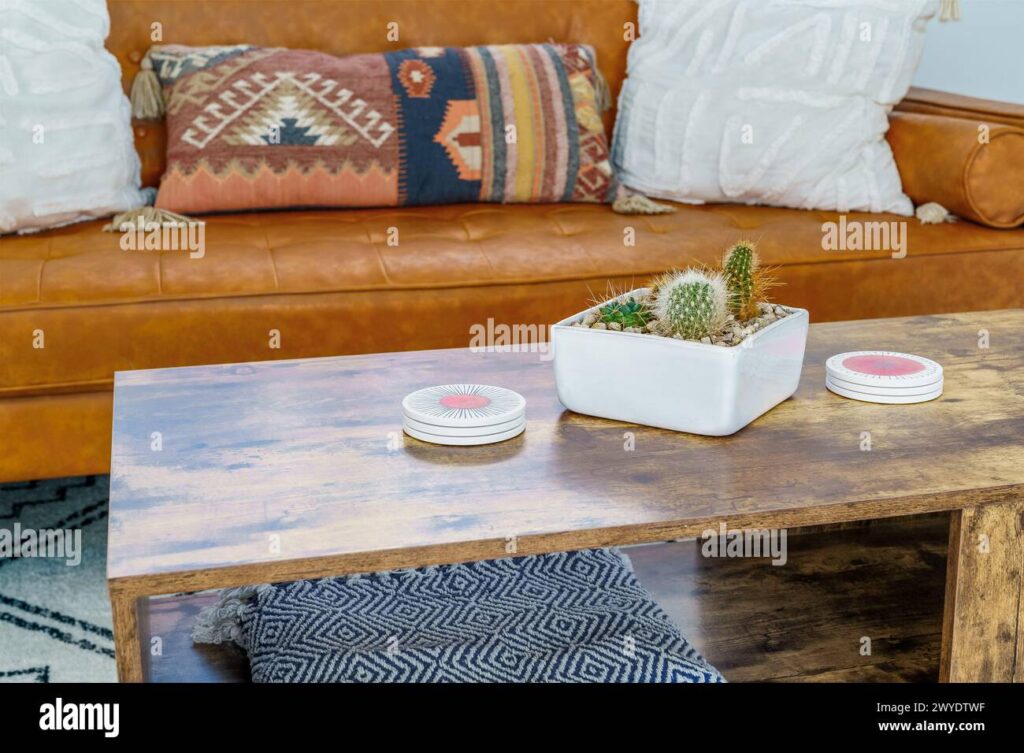 Oasis in Your Living Room: Crafting a Stunning Cactus Collection Desert Display