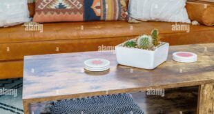 Oasis in Your Living Room: Crafting a Stunning Cactus Collection Desert Display