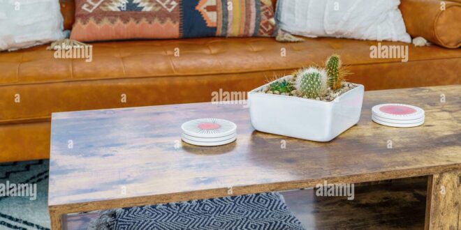 Oasis in Your Living Room: Crafting a Stunning Cactus Collection Desert Display